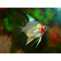 Maanvis blauw red cheek xl Maanvis blauw red cheek xl